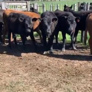 oportunidad! 50 terneras Angus de mucha clase