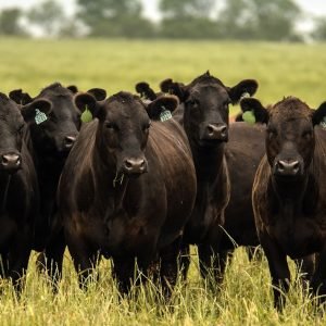 26 terneras Angus en Atlantida 📍canelones